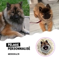 Médaille Eurasier